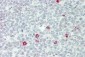 Rabbit Human IgD Secondary Antibody